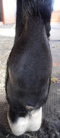 PD Sheath Swelling
