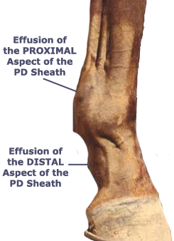 PD Sheath Swellings