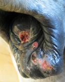 Cutaneous Habronemiasis Sheath