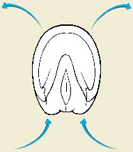 Hoof Diagram