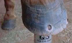 Halko Figure 1