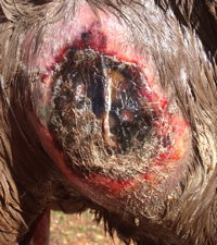 Original Wound B