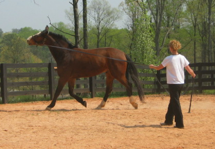 Active Lameness Examination