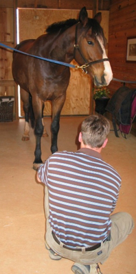 Conformation Examination