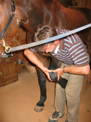 Passive Lameness Examination