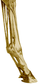 Tendon & Ligament Injuries